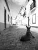 gal/2008-04 Portugal/Olivier/_thb_IMG_8303x2.jpg